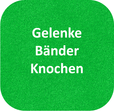 Gelenke Bänder Knochen